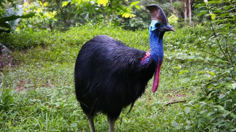 Cassowary Bird in Tamil: மனிதர்களைக் கொல்லும் உலகின் மிகவும் ஆபத்தான பறவை!