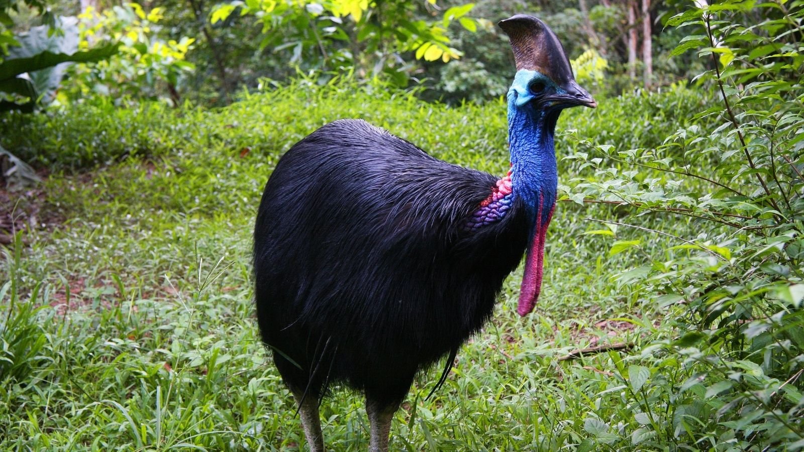 Cassowary Bird in Tamil