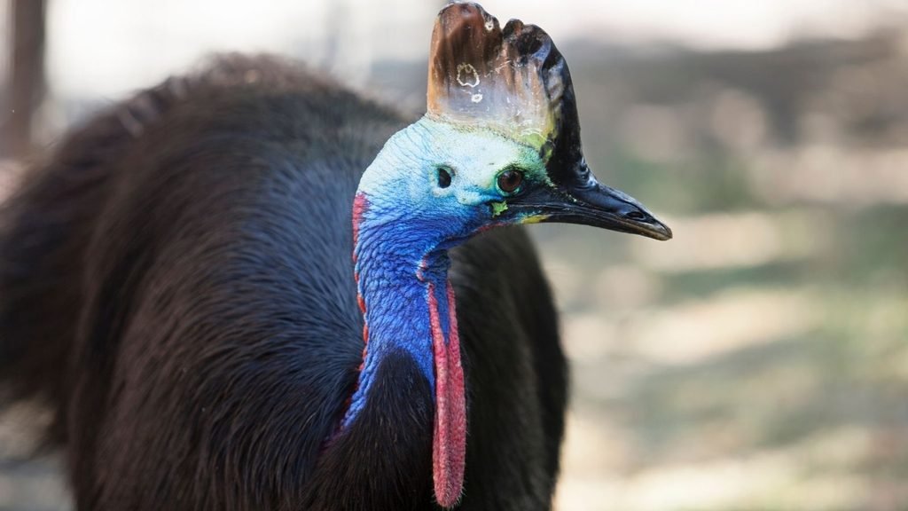 Cassowary Bird in Tamil